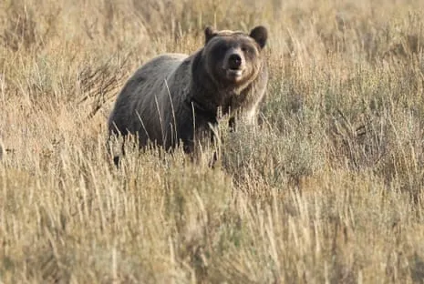 Hiker Injured by Wild Animal in Yellowstone Air Lifted to Trauma Center