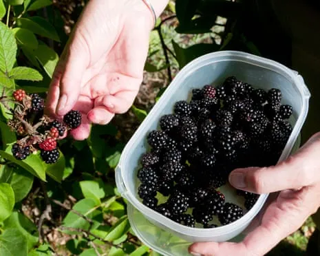 Wanted: Scrumptious Baked Goods to Put to Good Use a Surplus of Homemade Jam