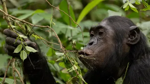 Chimpanzees Ingesting an Amount Equal of a Beer Daily from Fermented Fruit, Investigation Finds