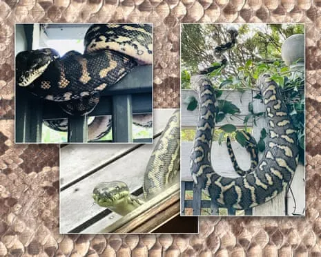 Welcoming my Snakes in the Overhead Space: A Transformation from Dread to Respect